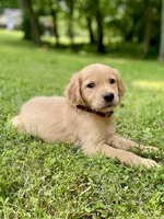 AKC Bingley, a male Golden Retriever for sale in Portland, TN – Photo 7 of 10