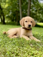 AKC Bingley, a male Golden Retriever for sale in Portland, TN – Photo 2 of 10