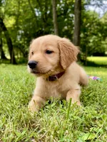 AKC Bingley, a male Golden Retriever for sale in Portland, TN – Photo 3 of 10
