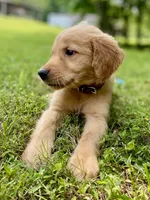 AKC Bingley, a male Golden Retriever for sale in Portland, TN – Photo 6 of 10