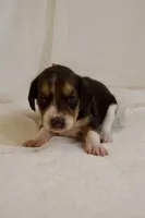 Reba AKC, a female Beagle for sale in Portland, TN – 2 of 5