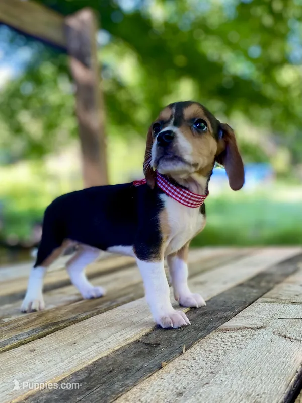 Reba AKC – Beagle puppy for sale in Portland, TN