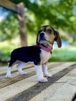 Reba AKC, a female Beagle for sale in Portland, TN – 6 of 10