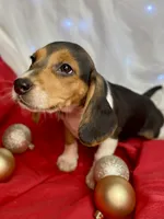 AKC Coco, a female Beagle for sale in Portland, TN – Photo 4 of 10