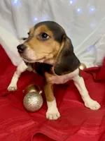 AKC Coco, a female Beagle for sale in Portland, TN – Photo 5 of 10
