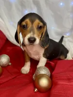 AKC Coco, a female Beagle for sale in Portland, TN – Photo 1 of 10