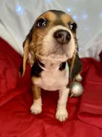 AKC Coco, a female Beagle for sale in Portland, TN – Photo 2 of 10