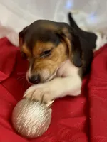 AKC Coco, a female Beagle for sale in Portland, TN – Photo 6 of 10