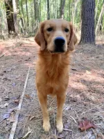 Chester AKC, a male Golden Retriever for sale in Portland, TN – 5 of 7