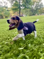 Patsy AKC, a female Beagle for sale in Portland, TN – 4 of 10
