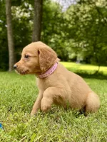 AKC Maria, a female Golden Retriever for sale in Portland, TN – Photo 2 of 10