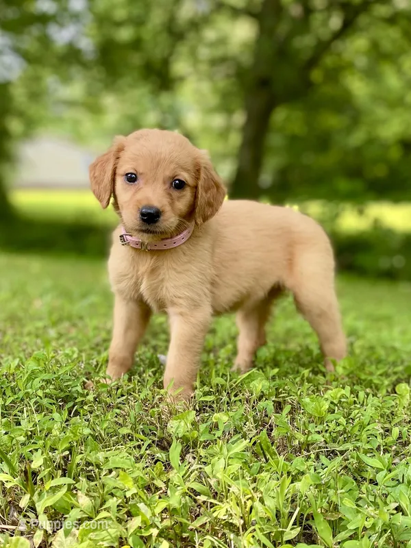 AKC Maria, a female Golden Retriever for sale in Portland, TN – Photo 1 of 10