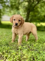 AKC Maria, a female Golden Retriever for sale in Portland, TN – Photo 1 of 10