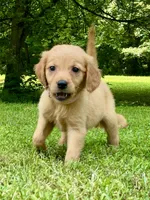 AKC Maria, a female Golden Retriever for sale in Portland, TN – Photo 5 of 10