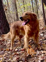 AKC Maria, a female Golden Retriever for sale in Portland, TN – Photo 9 of 10