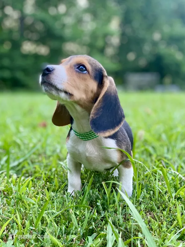 Loretta AKC – Beagle puppy for sale in Portland, TN