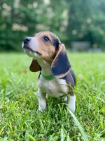 Loretta AKC, a female Beagle for sale in Portland, TN – 1 of 10