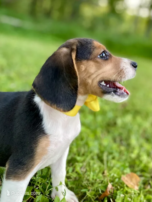 Dolly AKC – Beagle puppy on hold in Portland, TN