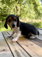 Cash AKC, a male Beagle for sale in Portland, TN – 7 of 10