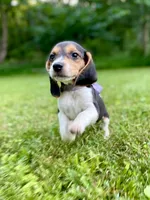 Patsy AKC, a female Beagle for sale in Portland, TN – 3 of 10