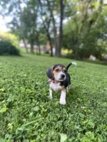 Reba AKC, a female Beagle for sale in Portland, TN – 4 of 10
