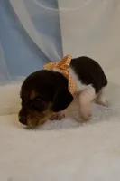 Tanya AKC, a female Beagle for sale in Portland, TN – 3 of 5