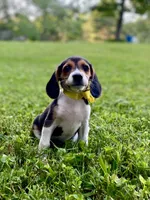 Dolly AKC, a female Beagle for sale in Portland, TN – 3 of 10