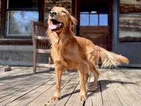 Mini AKC Golden Belle, a female Golden Retriever for sale in Portland, TN – Photo 4 of 7