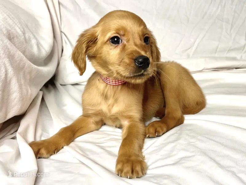 Mini AKC Golden Belle, a female Golden Retriever for sale in Portland, TN – Photo 1 of 7