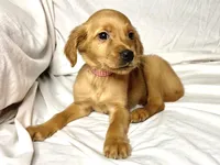 Mini AKC Golden Belle, a female Golden Retriever for sale in Portland, TN – Photo 1 of 7