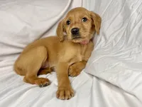 Mini AKC Golden Belle, a female Golden Retriever for sale in Portland, TN – Photo 3 of 7