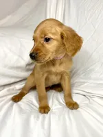 Mini AKC Golden Belle, a female Golden Retriever for sale in Portland, TN – Photo 2 of 7