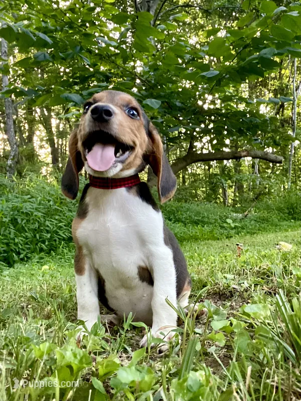 Cash AKC – Beagle puppy for sale in Portland, TN