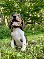 Cash AKC, a male Beagle for sale in Portland, TN – 1 of 10