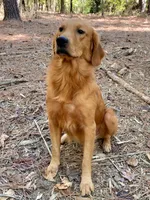 Chester AKC, a male Golden Retriever for sale in Portland, TN – 7 of 7
