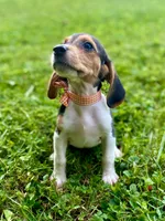 Tanya AKC, a female Beagle for sale in Portland, TN – 3 of 10