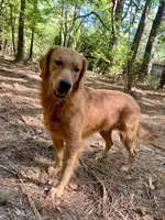 Chester AKC, a male Golden Retriever for sale in Portland, TN – 4 of 7