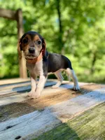Tanya AKC, a female Beagle for sale in Portland, TN – 8 of 10