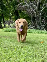 Tango AKC red coat, a male Golden Retriever for sale in Portland, TN – Photo 6 of 10