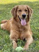 Tango AKC red coat, a male Golden Retriever for sale in Portland, TN – Photo 9 of 10