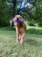 Tango AKC red coat, a male Golden Retriever for sale in Portland, TN – Photo 4 of 10