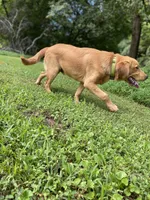 Tango AKC red coat, a male Golden Retriever for sale in Portland, TN – Photo 8 of 10
