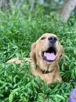 Tango AKC red coat, a male Golden Retriever for sale in Portland, TN – Photo 2 of 10