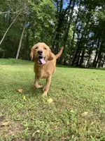 Tango AKC red coat, a male Golden Retriever for sale in Portland, TN – Photo 5 of 10