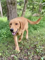 Tango AKC red coat, a male Golden Retriever for sale in Portland, TN – Photo 7 of 10