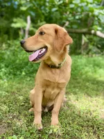 Tango AKC red coat, a male Golden Retriever for sale in Portland, TN – Photo 1 of 10