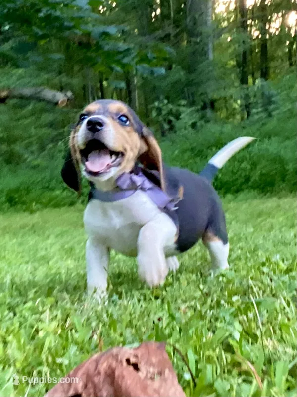 Patsy AKC – Beagle puppy for sale in Portland, TN
