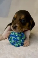 Cash AKC, a male Beagle for sale in Portland, TN – 2 of 5
