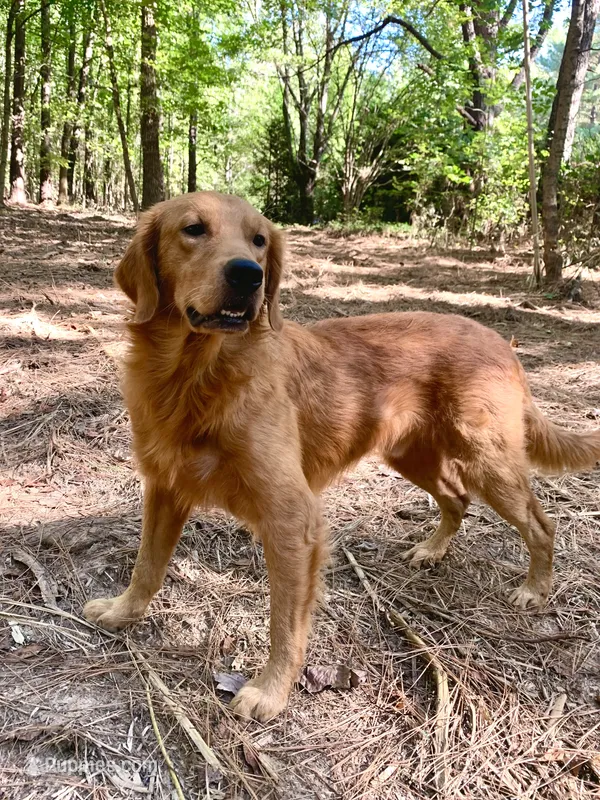 Chester AKC – Golden Retriever puppy for sale in Portland, TN
