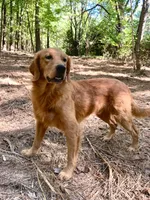 Chester AKC, a male Golden Retriever for sale in Portland, TN – 1 of 7